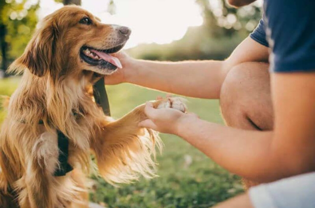Chó dữ có thể gây ra nguy hiểm cho chủ nhân và những người xung quanh