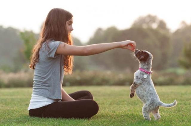 Huấn luyện chó con mới về nhà có thể là một thử thách
