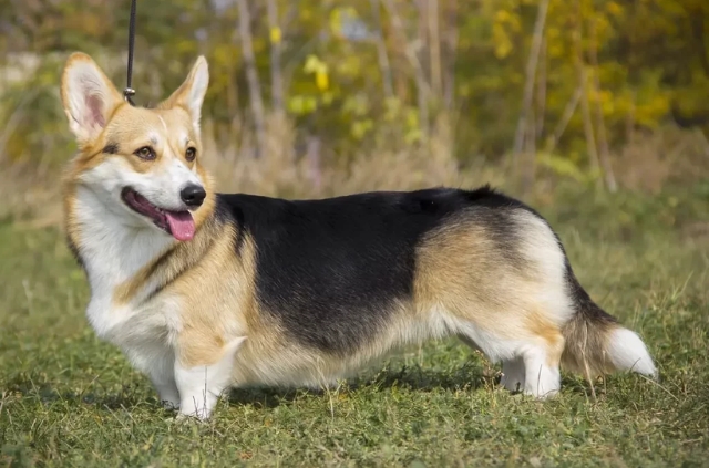 Corgi, là một giống chó được yêu thích nhờ vẻ ngoài đáng yêu và tính cách thông minh