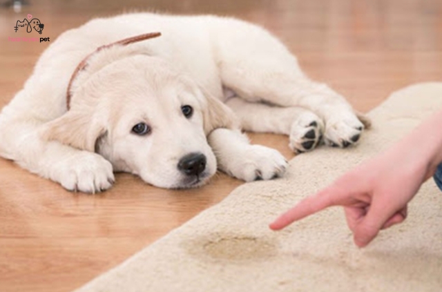 Chắc hẳn bạn đang đau đầu vì chú chó cảnh đáng yêu của mình thường xuyên "đi bậy"