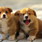 Chó con 2 tháng tuổi có khả năng tập trung ngắn nên bạn cần kiên nhẫn