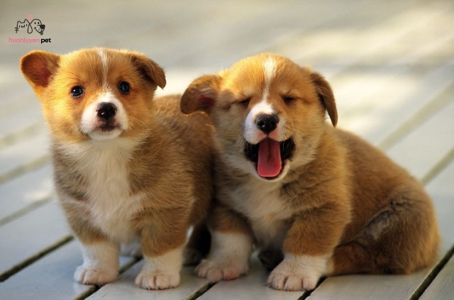 Chó con 2 tháng tuổi có khả năng tập trung ngắn nên bạn cần kiên nhẫn