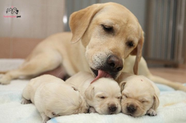 Giai đoạn 2 tháng tuổi là thời điểm vàng để bắt đầu huấn luyện