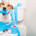 cách huấn luyện chó đi vệ sinh đúng giờ