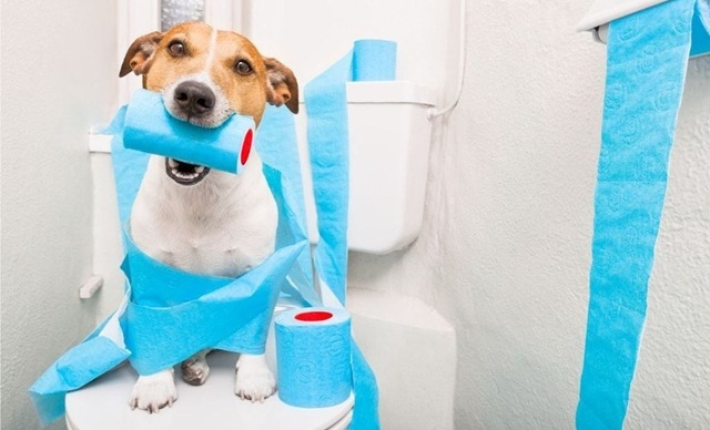 cách huấn luyện chó đi vệ sinh đúng giờ