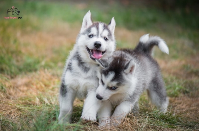 Husky là giống chó thông minh, năng động và có phần bướng bỉnh