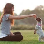 Cách huấn luyện chó khi còn nhỏ hiệu quả tại nhà