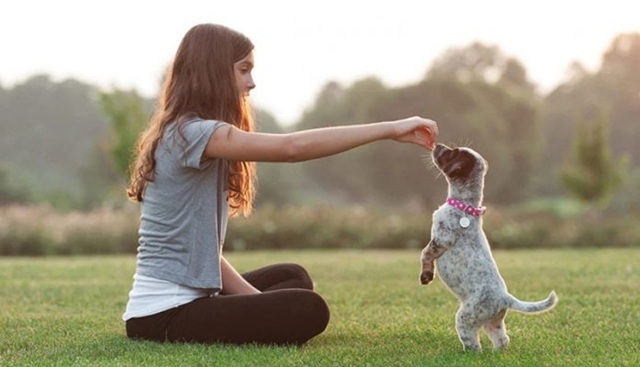 Cách huấn luyện chó khi còn nhỏ hiệu quả tại nhà