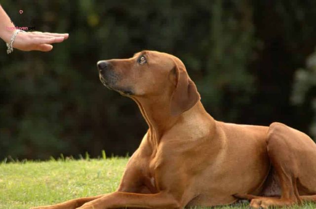 Huấn luyện chó nghe lời là một hành trình thú vị và bổ ích