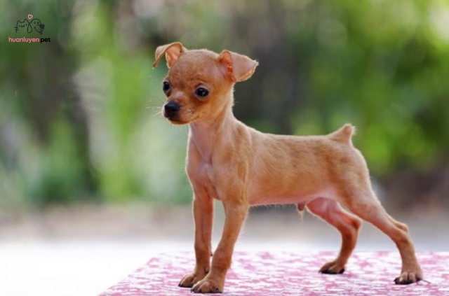 Chó phốc, hay còn gọi là Pomeranian, nổi tiếng với vẻ ngoài đáng yêu
