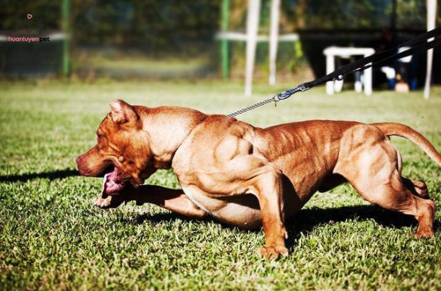 Pitbull là giống chó thông minh, dũng cảm và có bản năng bảo vệ cao
