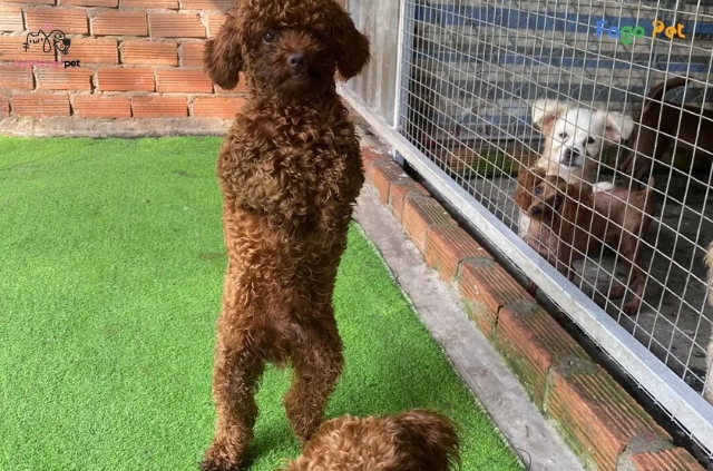 Poodle thực hiện những trò biểu diễn ấn tượng, đặc biệt là khả năng đi bằng hai chân