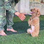 Ngay khi chó Poodle giữ được thăng bằng, hãy khen ngợi và thưởng treat