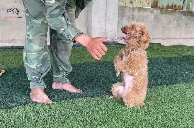 Ngay khi chó Poodle giữ được thăng bằng, hãy khen ngợi và thưởng treat