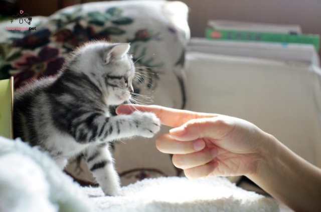 Bạn mới nhận nuôi một chú mèo con đáng yêu và muốn dạy chúng những thói quen tốt?