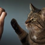 Hãy tạo một môi trường huấn luyện thoải mái, vui vẻ và không gây áp lực cho mèo
