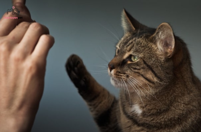 Hãy tạo một môi trường huấn luyện thoải mái, vui vẻ và không gây áp lực cho mèo