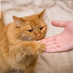 Các bài huấn luyện mèo Anh lông dài cơ bản