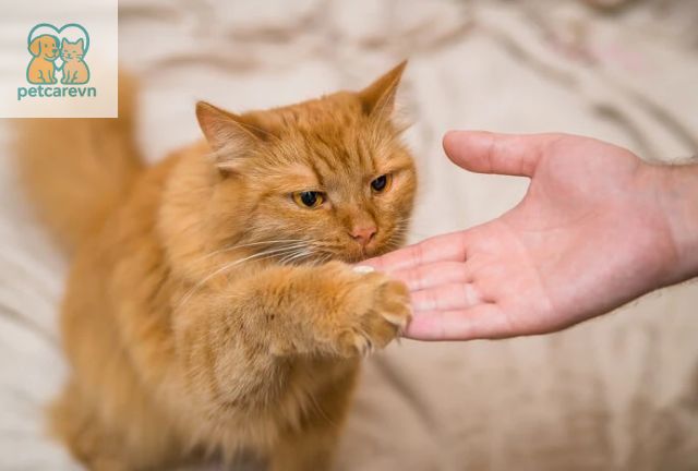 Các bài huấn luyện mèo Anh lông dài cơ bản