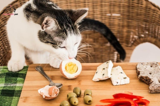 Mèo là những sinh vật đáng yêu, nhưng đôi khi chúng cũng có thể hơi ranh mãnh