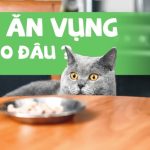 Huấn luyện mèo cần thời gian và sự kiên nhẫn
