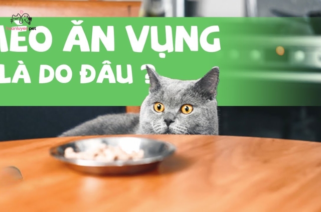 Huấn luyện mèo cần thời gian và sự kiên nhẫn