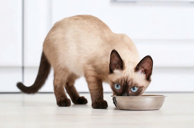 Các bước huấn luyện mèo Xiêm cơ bản