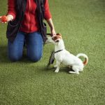 Mức chi phí huấn luyện chó trên thị trường hiện nay