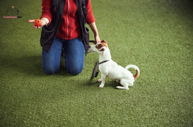 Mức chi phí huấn luyện chó trên thị trường hiện nay
