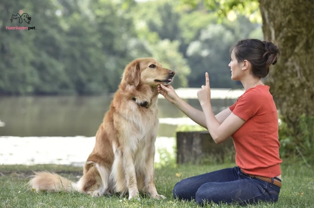 Việc huấn luyện thành công đòi hỏi sự kiên nhẫn