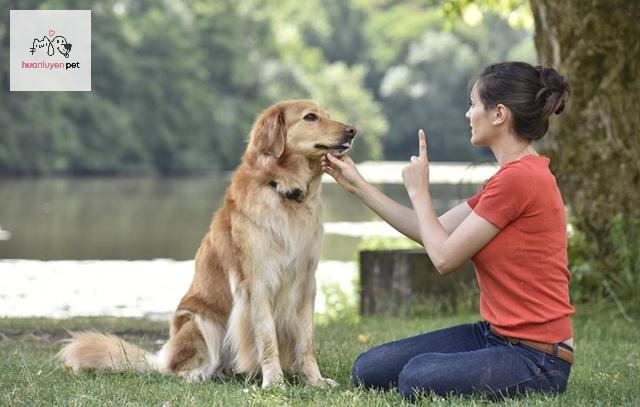 Hãy liên hệ trực tiếp với các chuyên gia huấn luyện chó để được tư vấn và báo giá chi tiết.