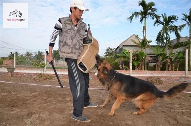 chuyên gia huấn luyện chó