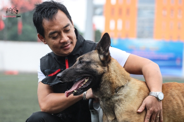 Chó Malinois, giống chó chăn cừu Bỉ mạnh mẽ và thông minh