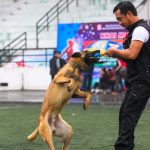 Các Loại Dụng Cụ Huấn Luyện Chó Malinois Cần Thiết
