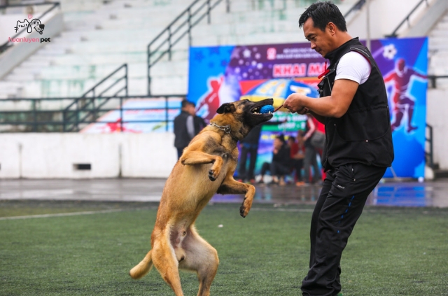 Các Loại Dụng Cụ Huấn Luyện Chó Malinois Cần Thiết
