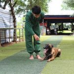 học huấn luyện chó ở đâu