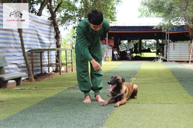 học huấn luyện chó ở đâu