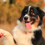 Nên chọn thời điểm chó tỉnh táo và không bị phân tâm