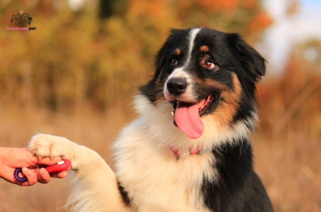 Nên chọn thời điểm chó tỉnh táo và không bị phân tâm
