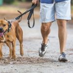Các bước huấn luyện chó đi cạnh chủ