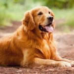 Phương Pháp Huấn Luyện Chó Golden Retriever