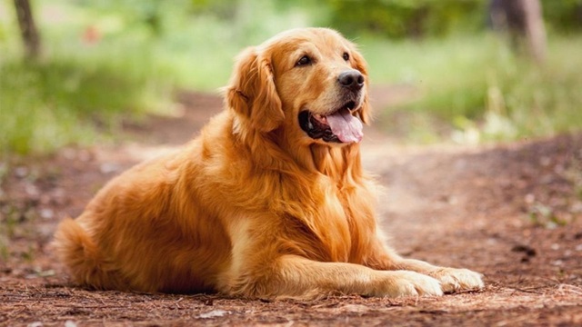 Phương Pháp Huấn Luyện Chó Golden Retriever