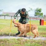 Huấn Luyện Chó Hoàng Gia