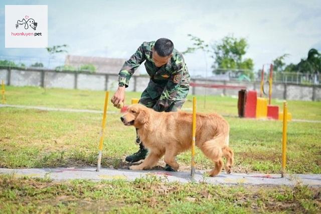Huấn Luyện Chó Hoàng Gia