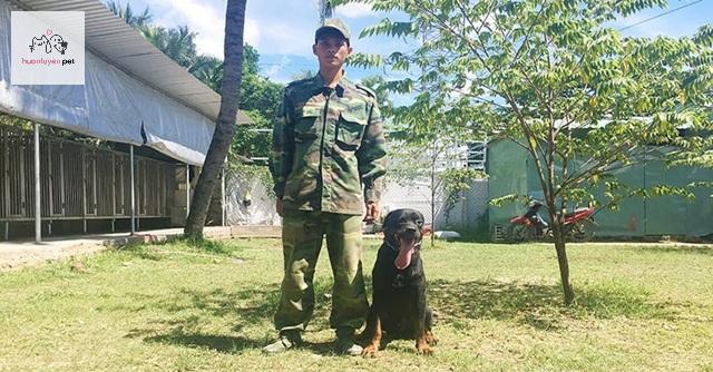 Nên bắt đầu huấn luyện chó từ nhỏ