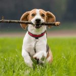 Huấn luyện chó không cắn gà đòi hỏi sự kiên nhẫn