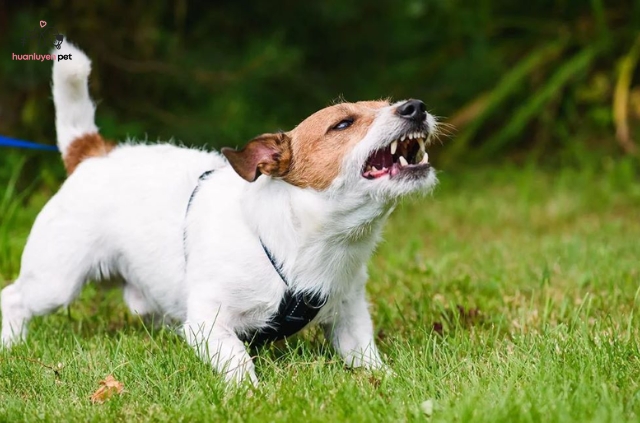 Việc hiểu rõ nguyên nhân đằng sau hành vi chó cắn gà là vô cùng quan trọng