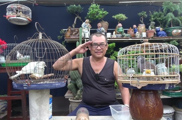 Quá trình huấn luyện cu gáy khách cần thời gian và sự kiên trì