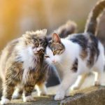 Mèo cần một nơi an toàn để nghỉ ngơi và cảm thấy thoải mái