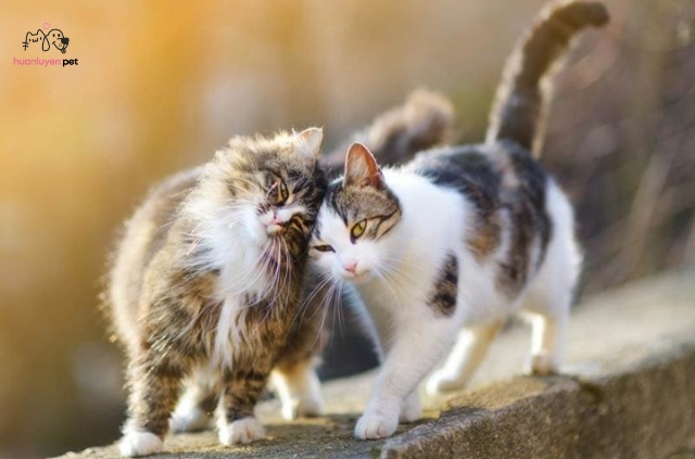 Mèo cần một nơi an toàn để nghỉ ngơi và cảm thấy thoải mái